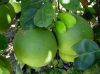 green-skin-pomelo-best-price - ảnh nhỏ 2